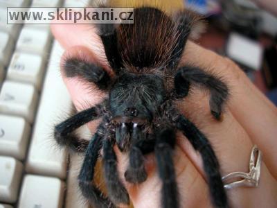 Avicularia_avicularia avicularia